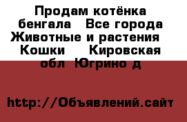 Продам котёнка бенгала - Все города Животные и растения » Кошки   . Кировская обл.,Югрино д.